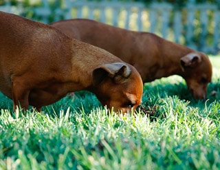 Spürhunde im Gras